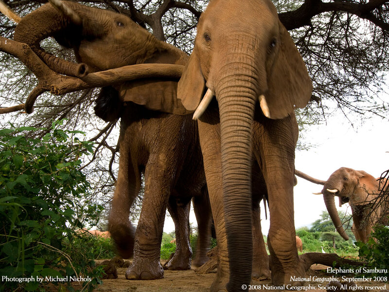 Elephants in Savanna — Brown