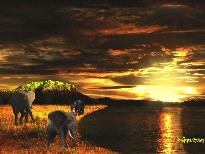 Elephants in Savanna — Orange, Dramatic