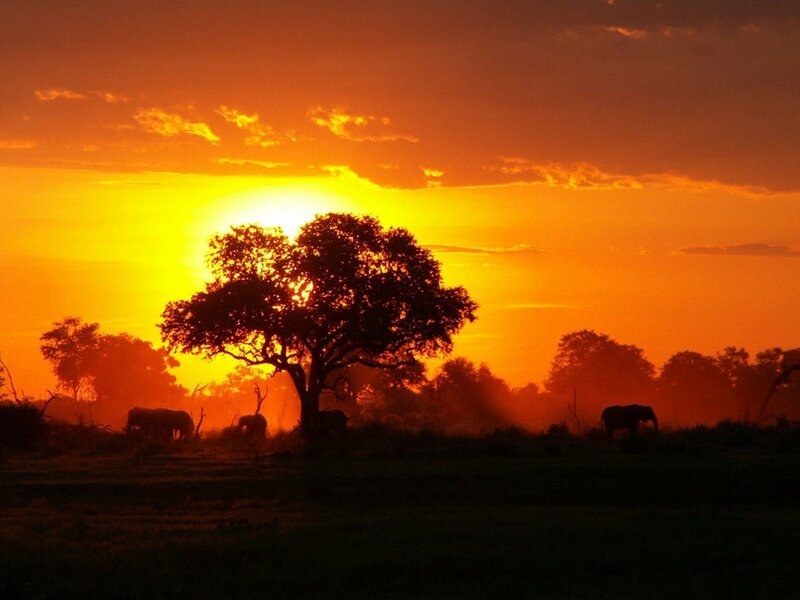 Elephants in Savanna — Orange