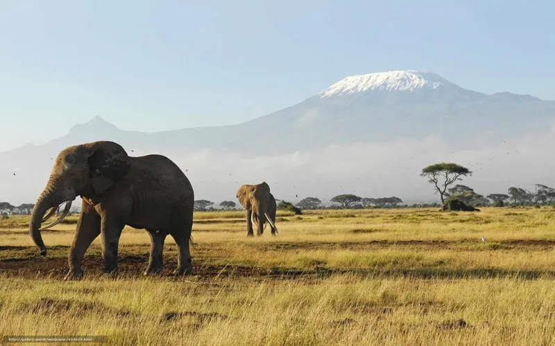 Elephants in savanna with mountain