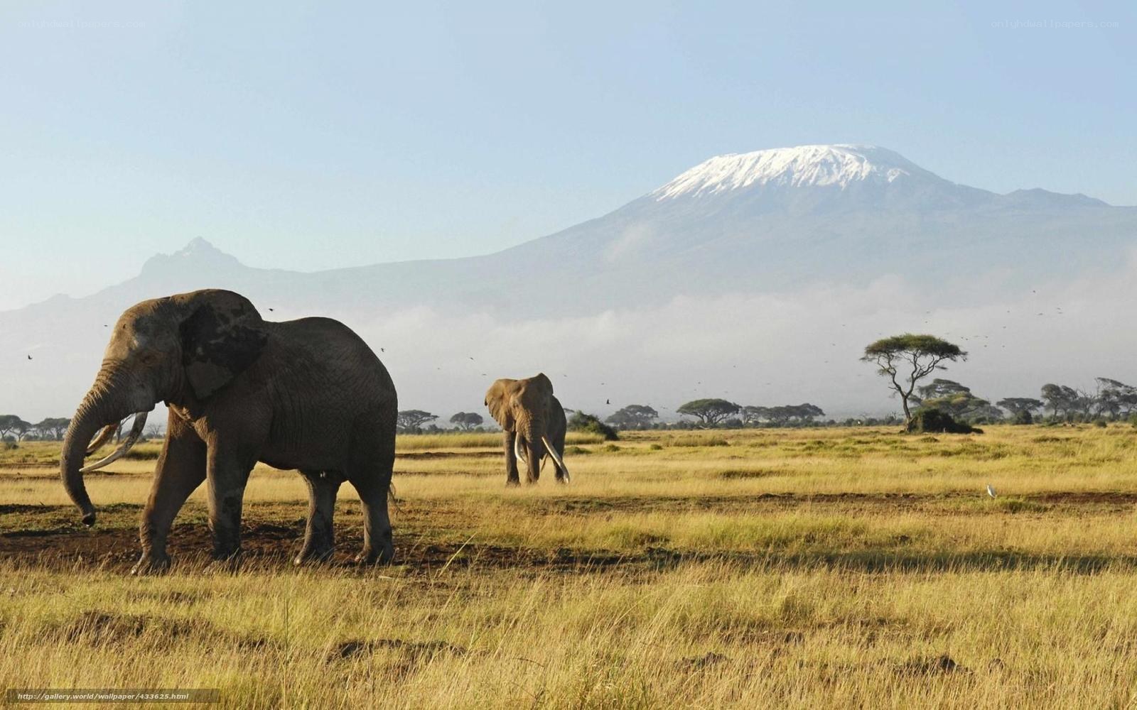 Elephants in savanna with mountain
