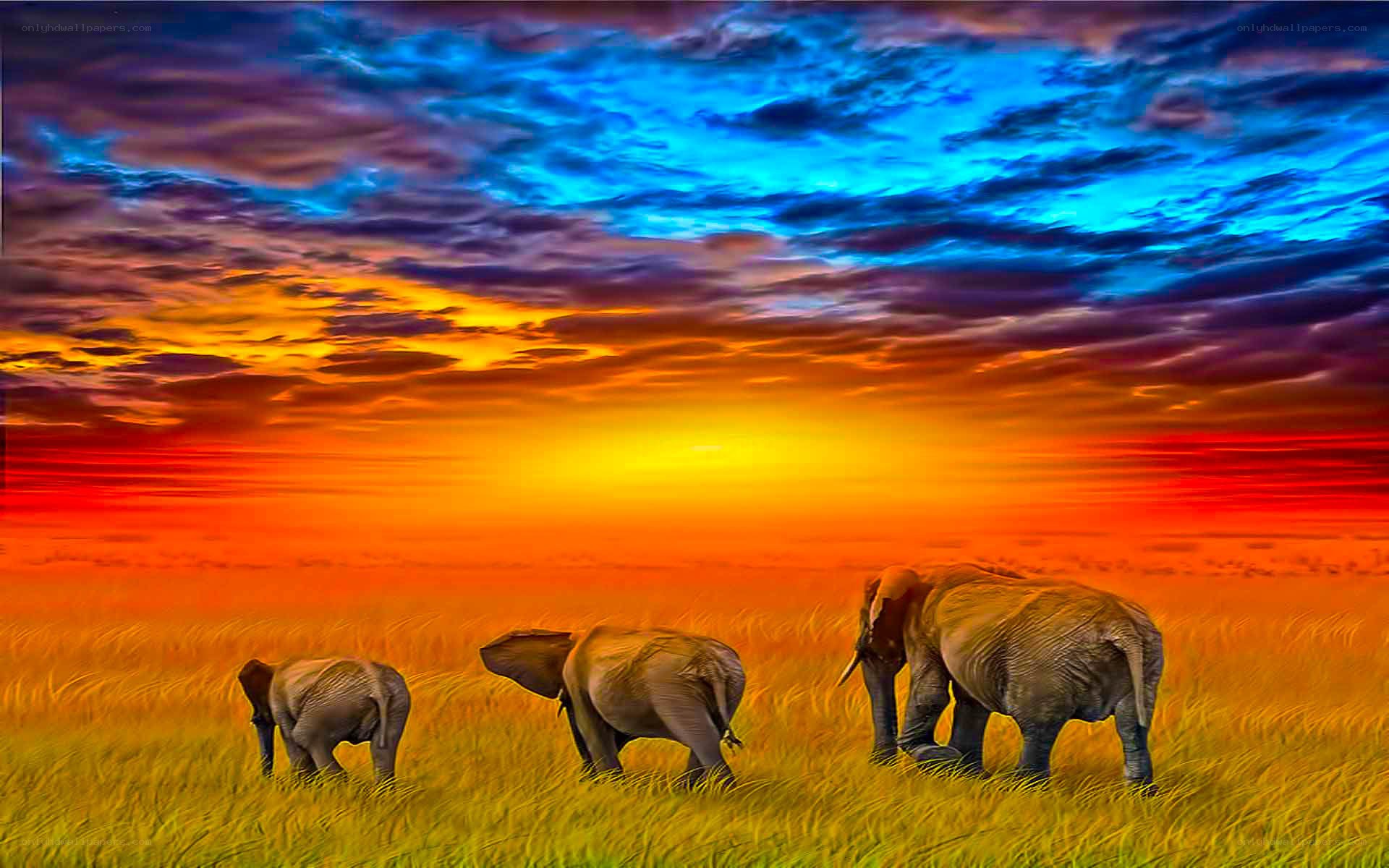 Elephants in sunset grassland