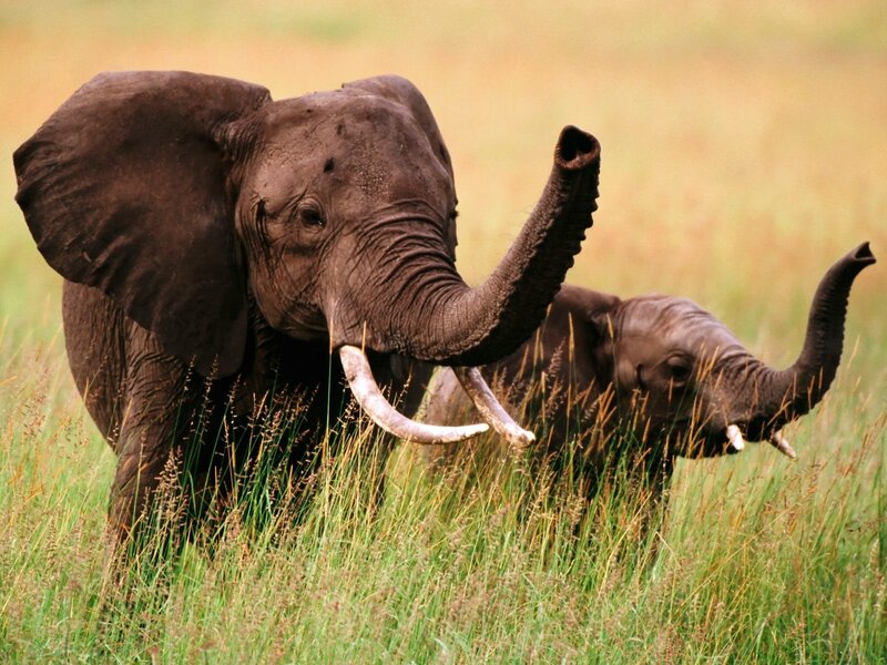 Elephants in tall grass