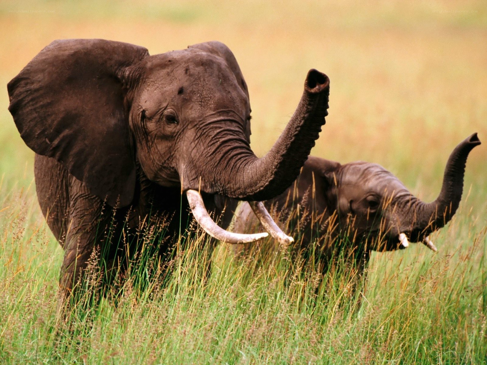 Elephants in tall grass