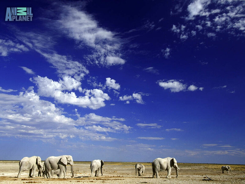 Elephants in the desert