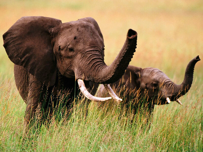 Elephants in the grass