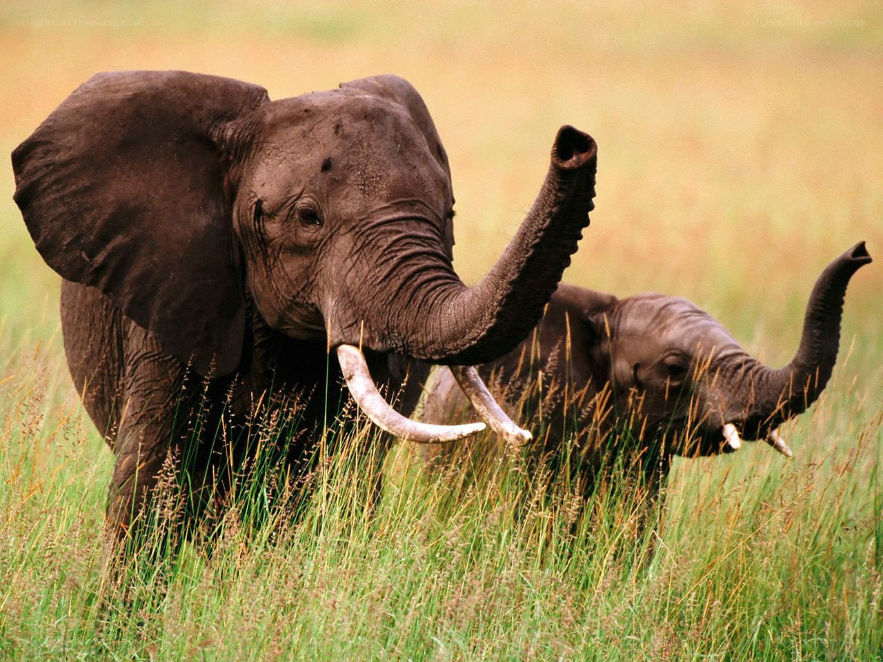 Elephants in the grass