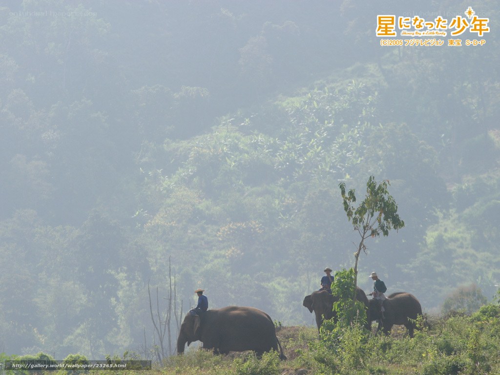 Elephants in the mist