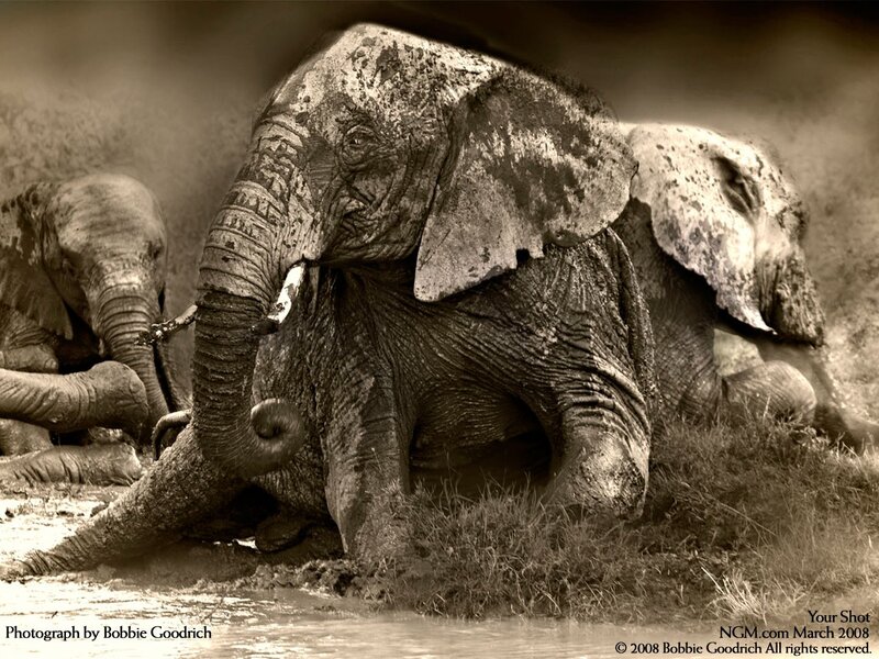 Elephants in the mud