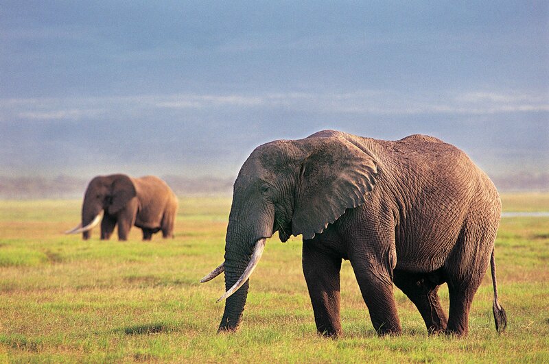 Elephants in the savanna