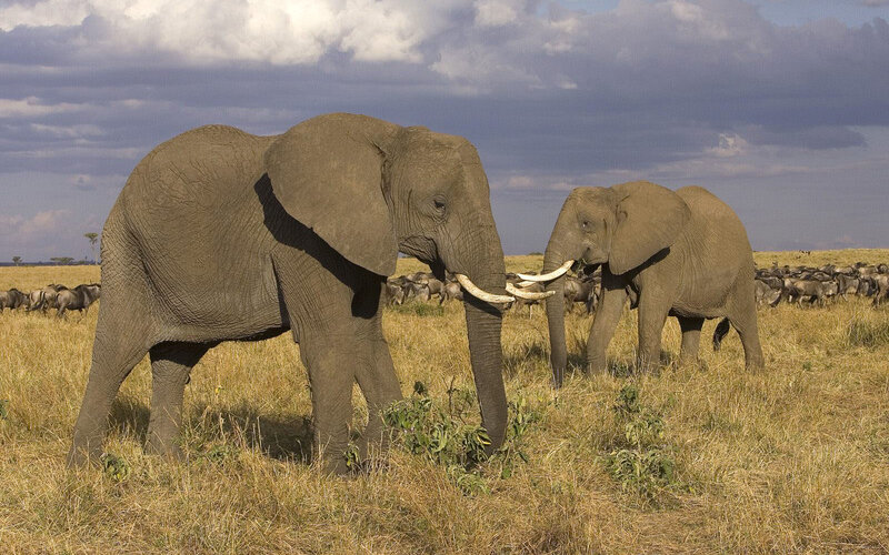 Elephants in the savanna