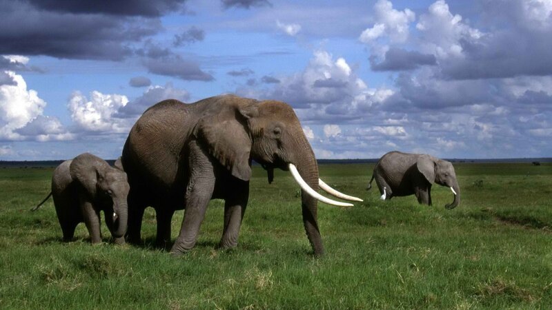 Elephants in the savanna