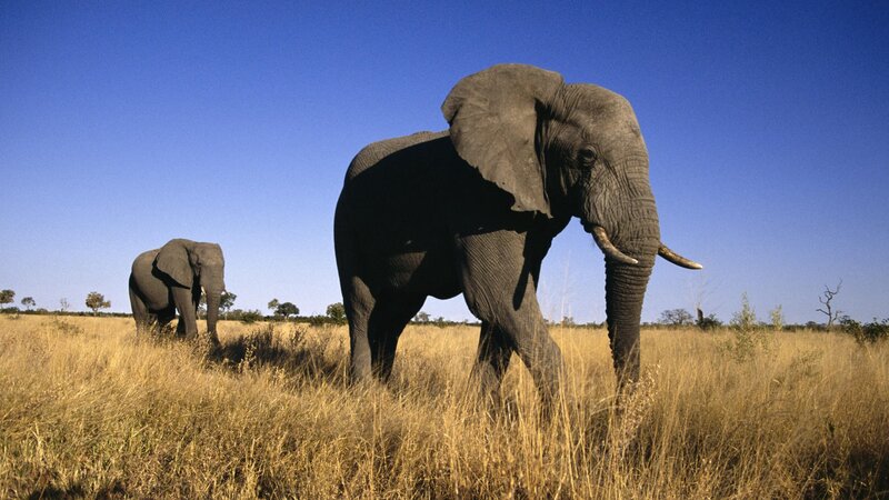 Elephants in the savanna