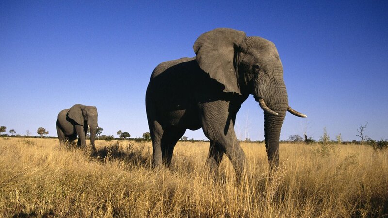 Elephants in the savanna