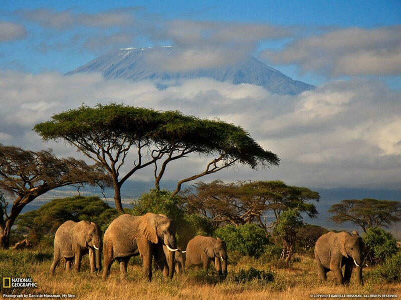 Elephants in the savanna