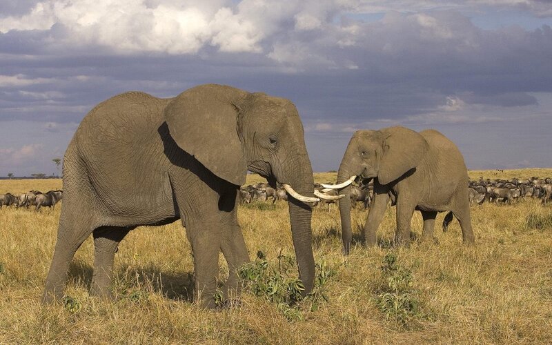 Elephants in the savanna