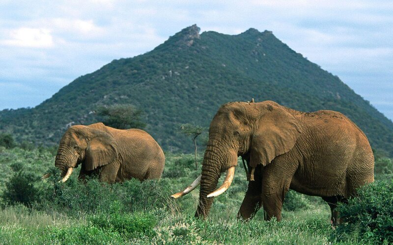 Elephants in the savanna