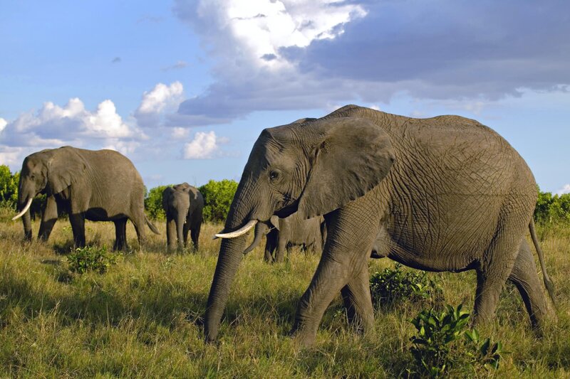 Elephants in the savanna