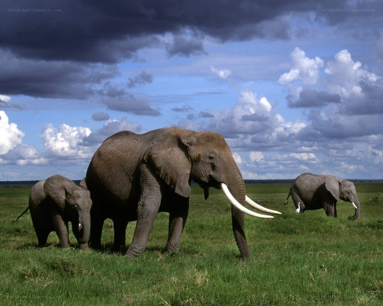 Elephants in the savanna