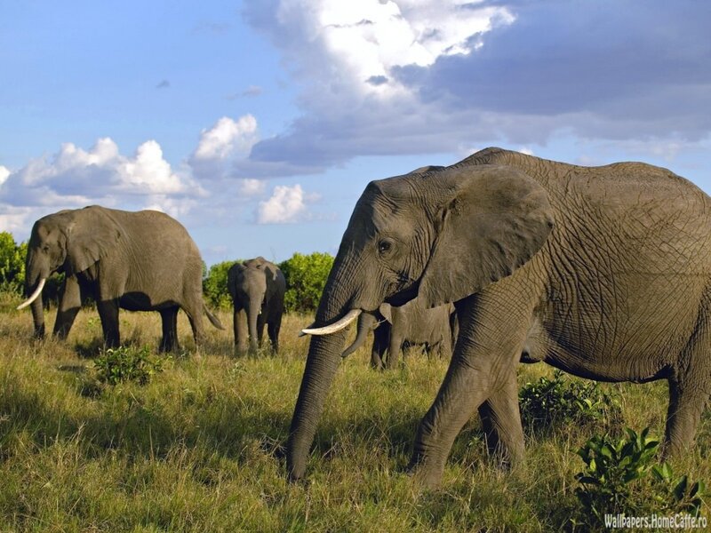 elephants in the savanna