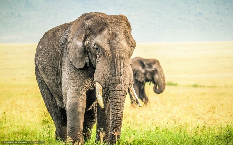Elephants in the savanna
