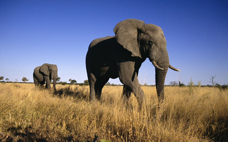 Elephants in the savanna
