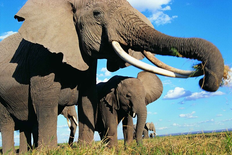 Elephants in the savanna