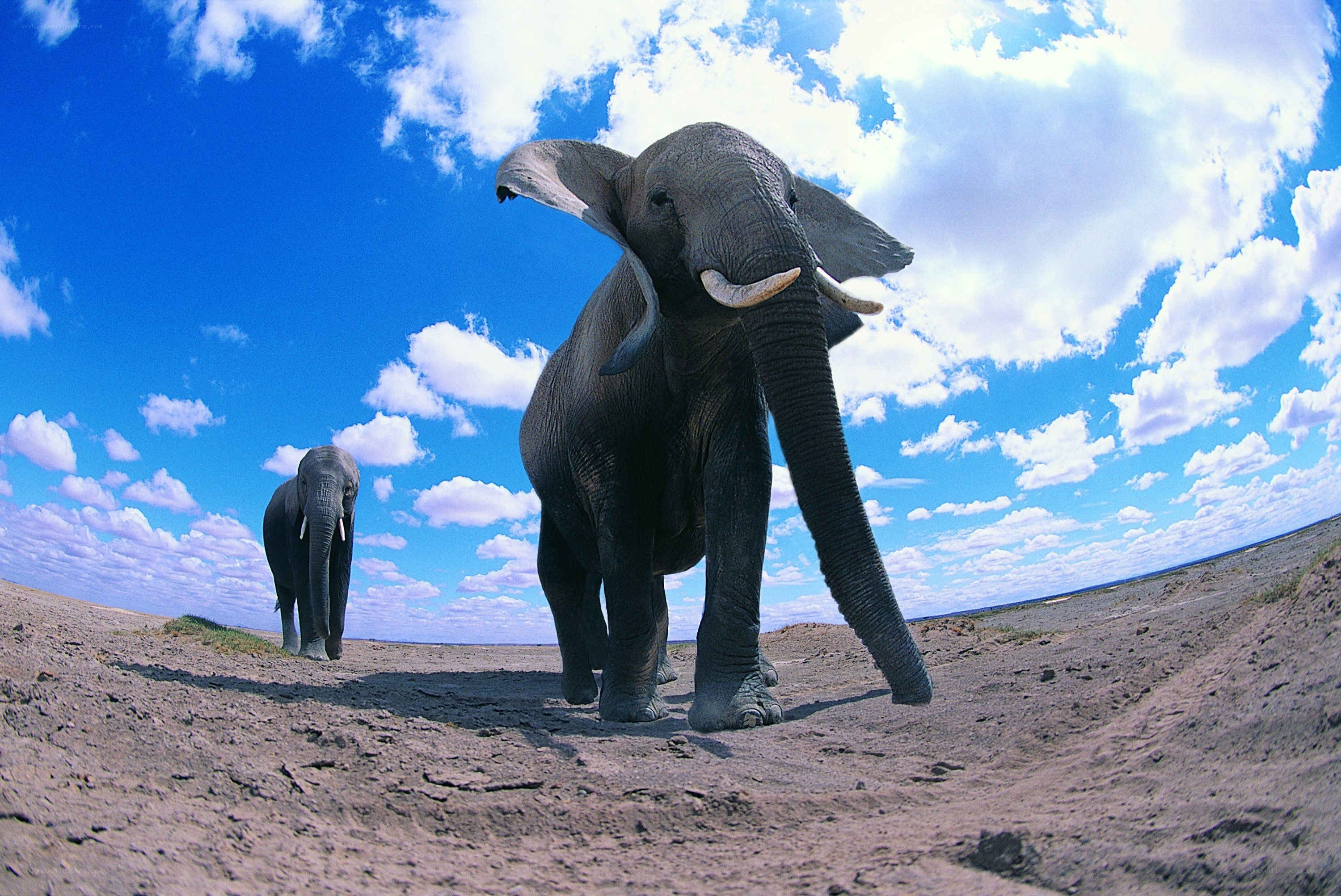 Elephants in the savanna