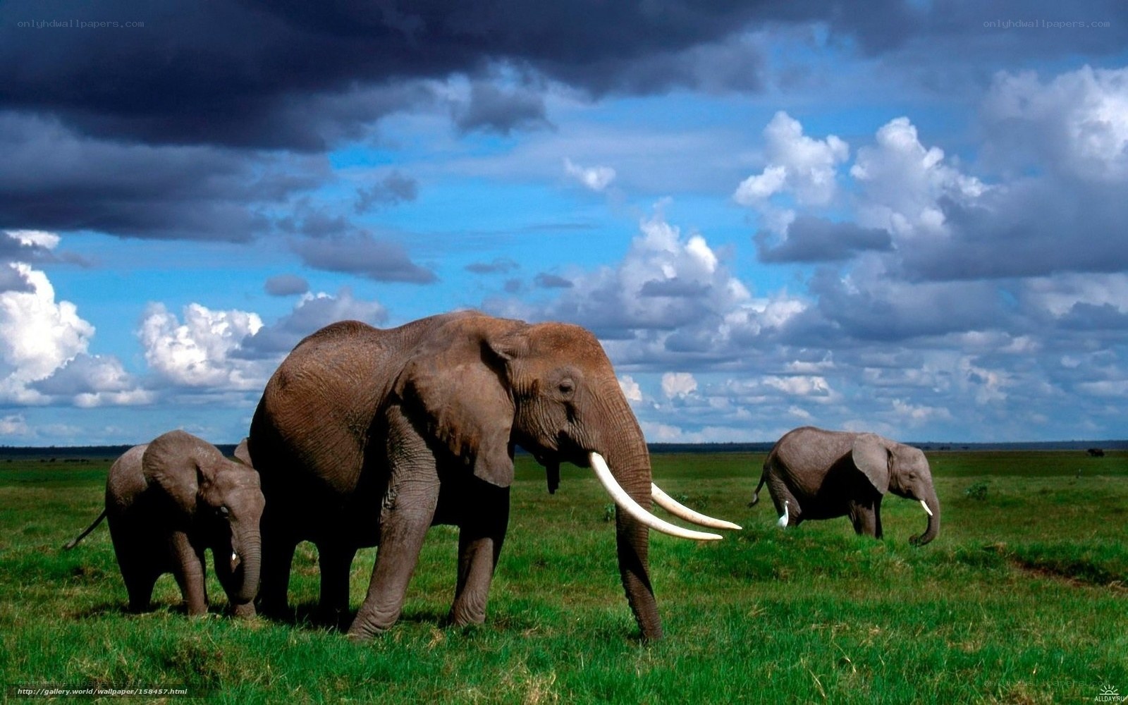 Elephants in the savanna