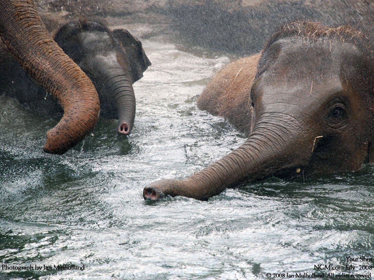 Elephants in the water