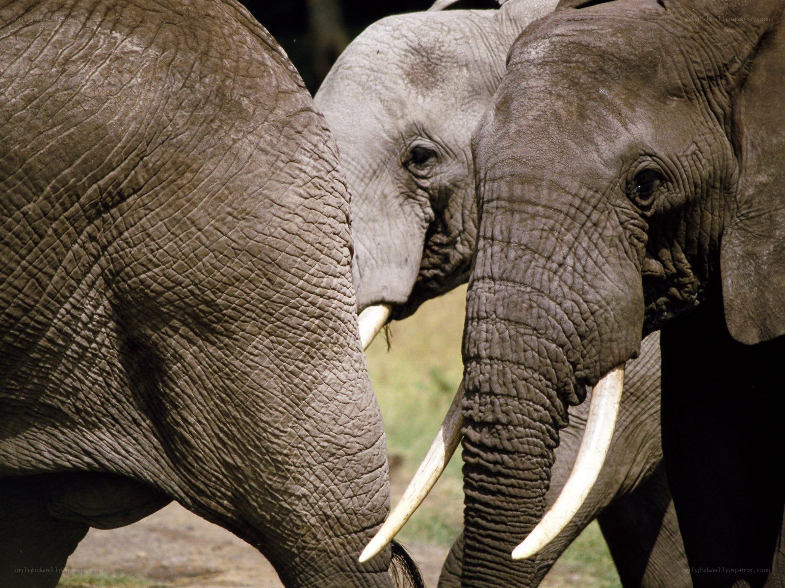 elephants in the wild