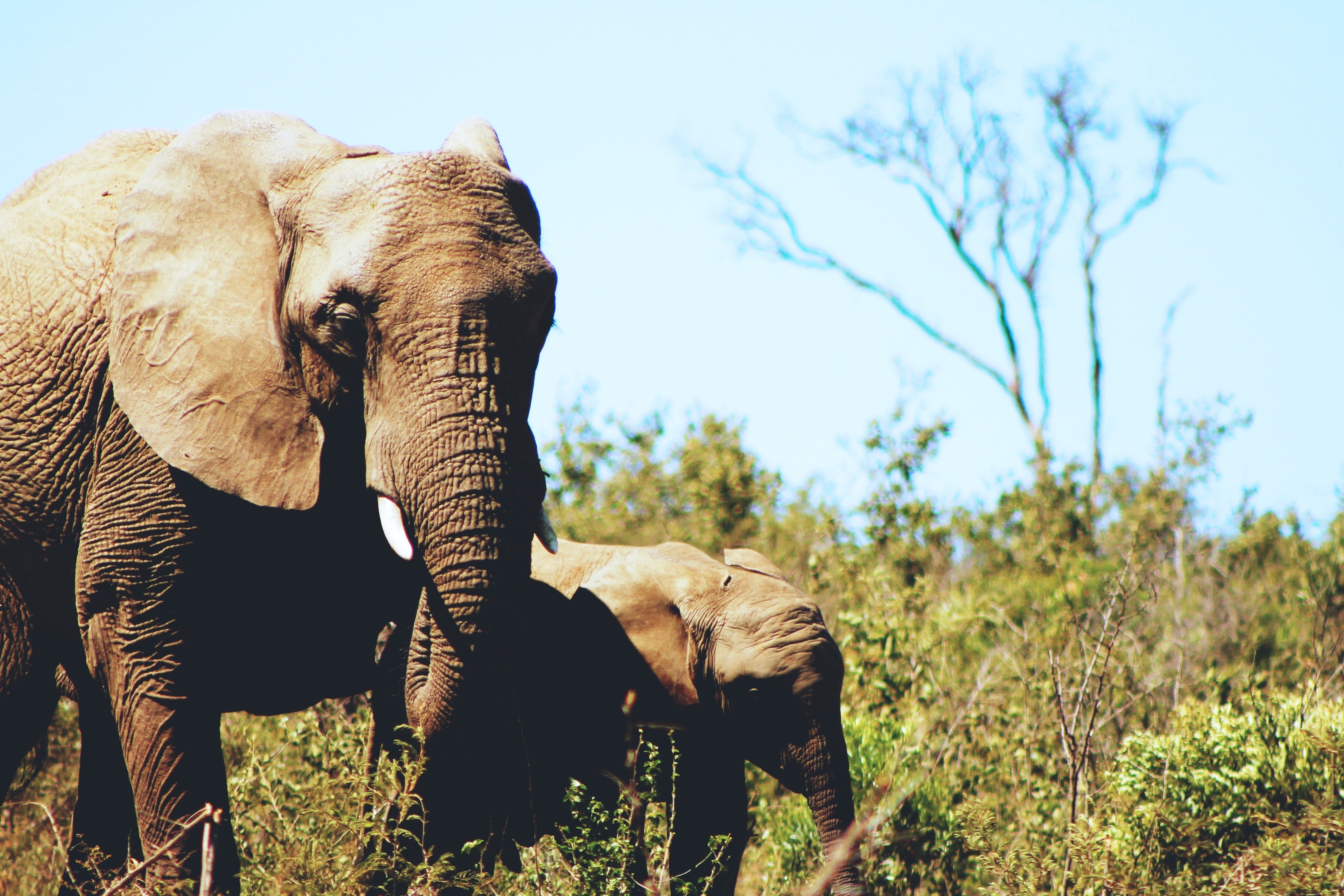 Elephants in the wild