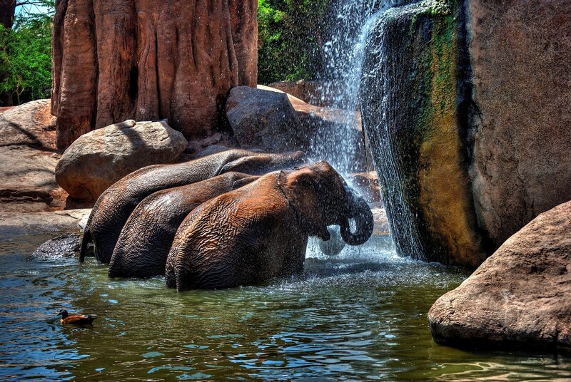 Elephants in Water — Brown