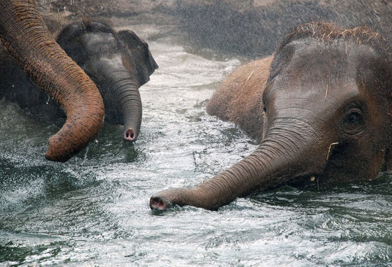 Elephants in Water