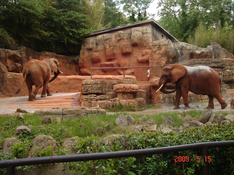 Elephants in zoo enclosure