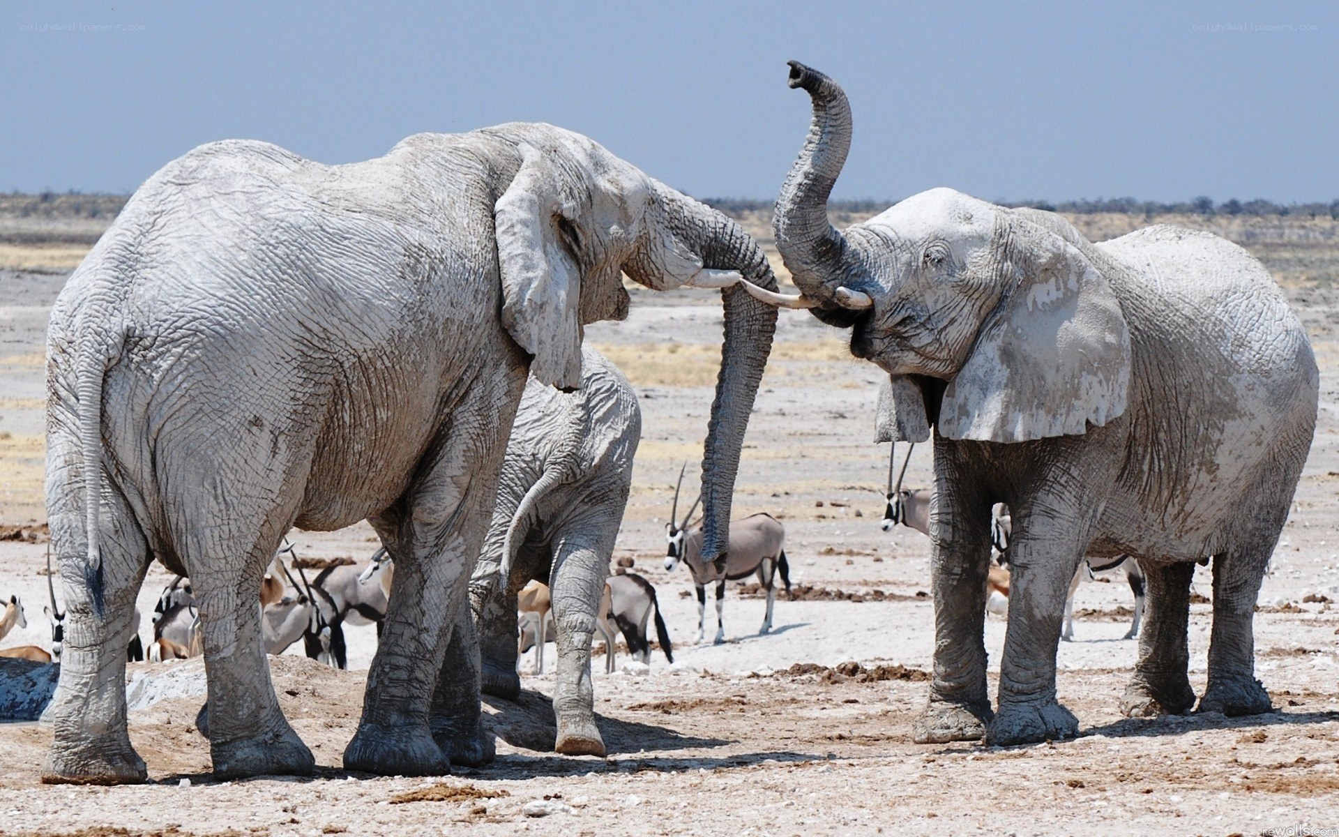Elephants interacting at a waterhole