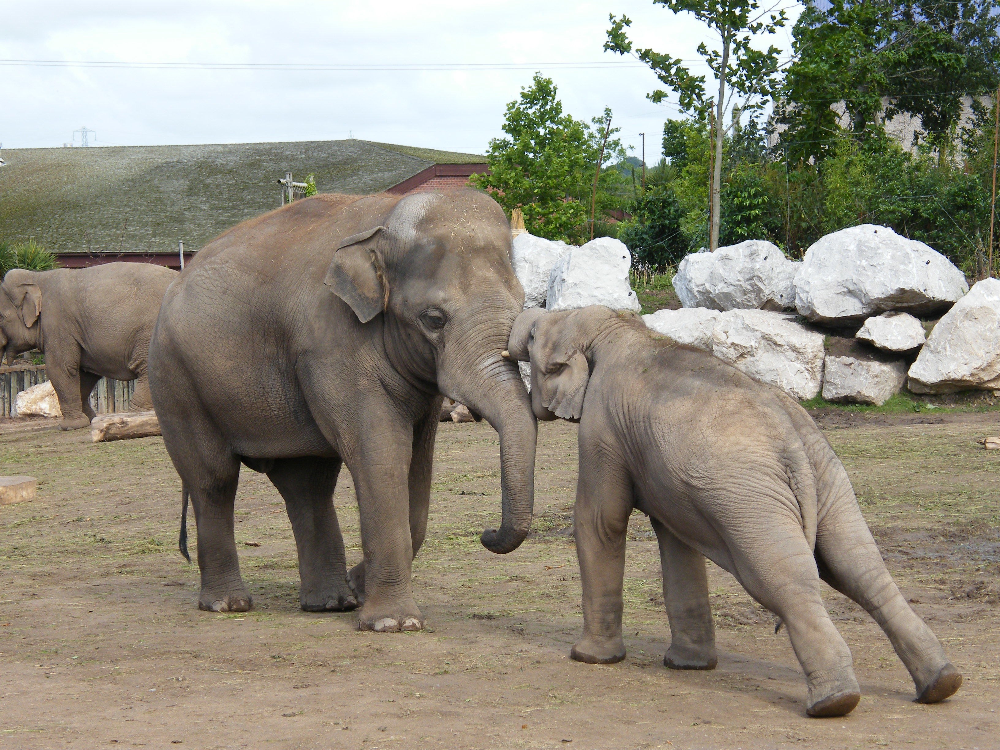 Elephants interacting in enclosure