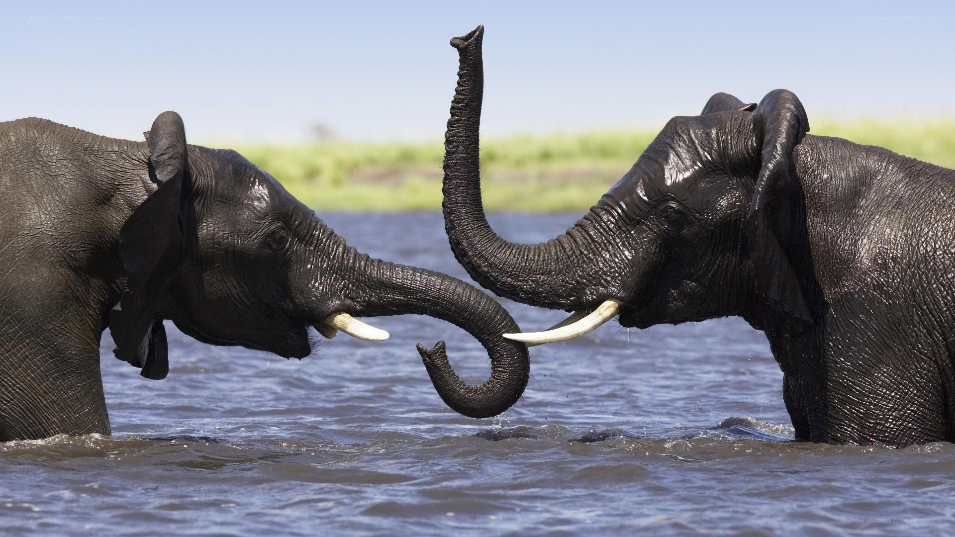 Elephants interacting in water