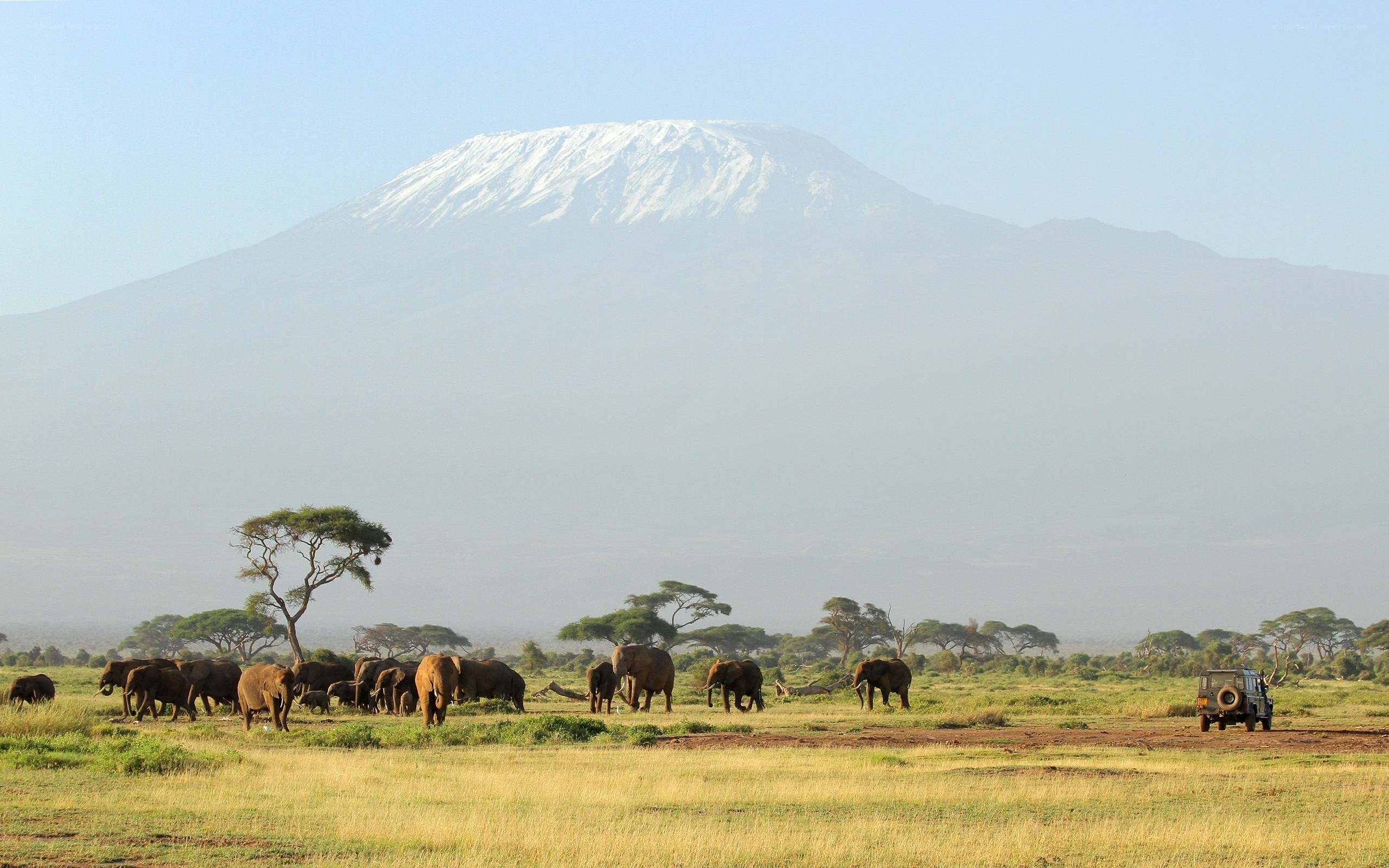 Elephants near Mount Kilimanjaro