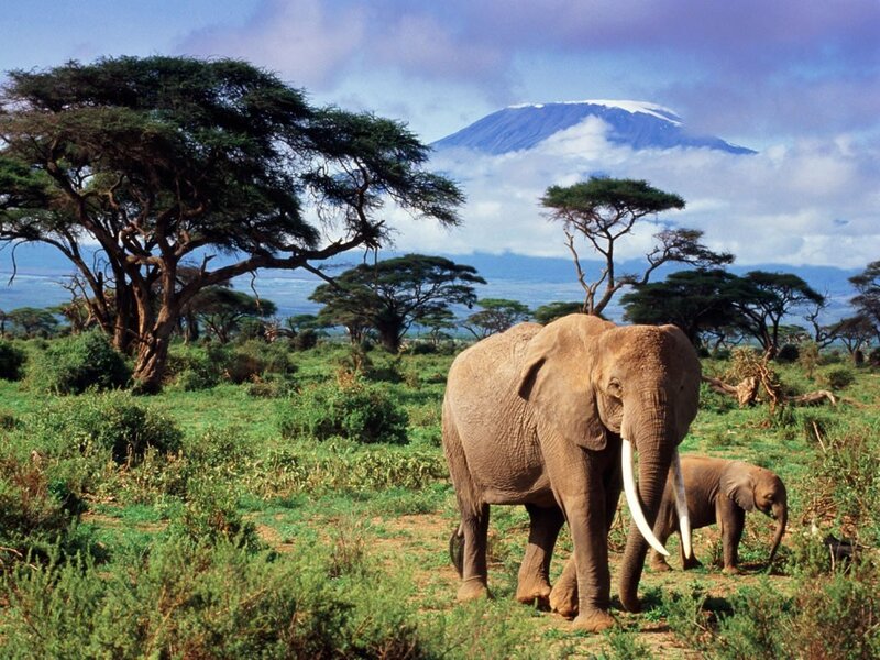 Elephants near Mount Kilimanjaro