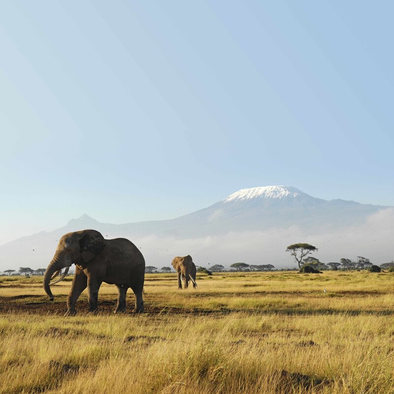 Elephants near Mount Kilimanjaro
