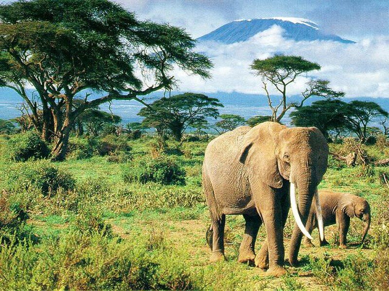 Elephants near Mount Kilimanjaro