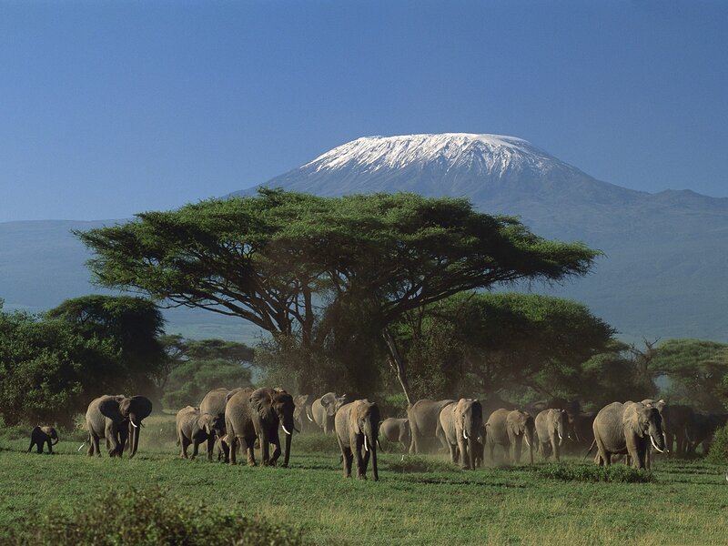 Elephants near Mount Kilimanjaro