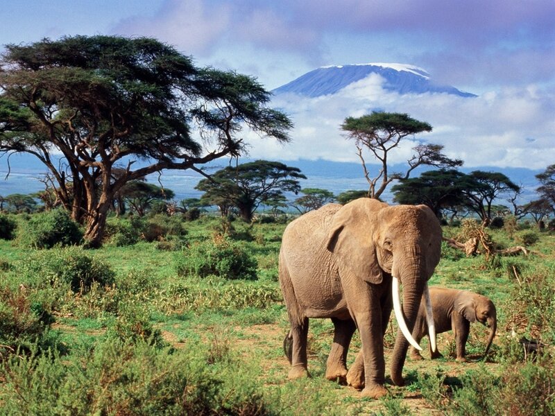 Elephants near Mount Kilimanjaro