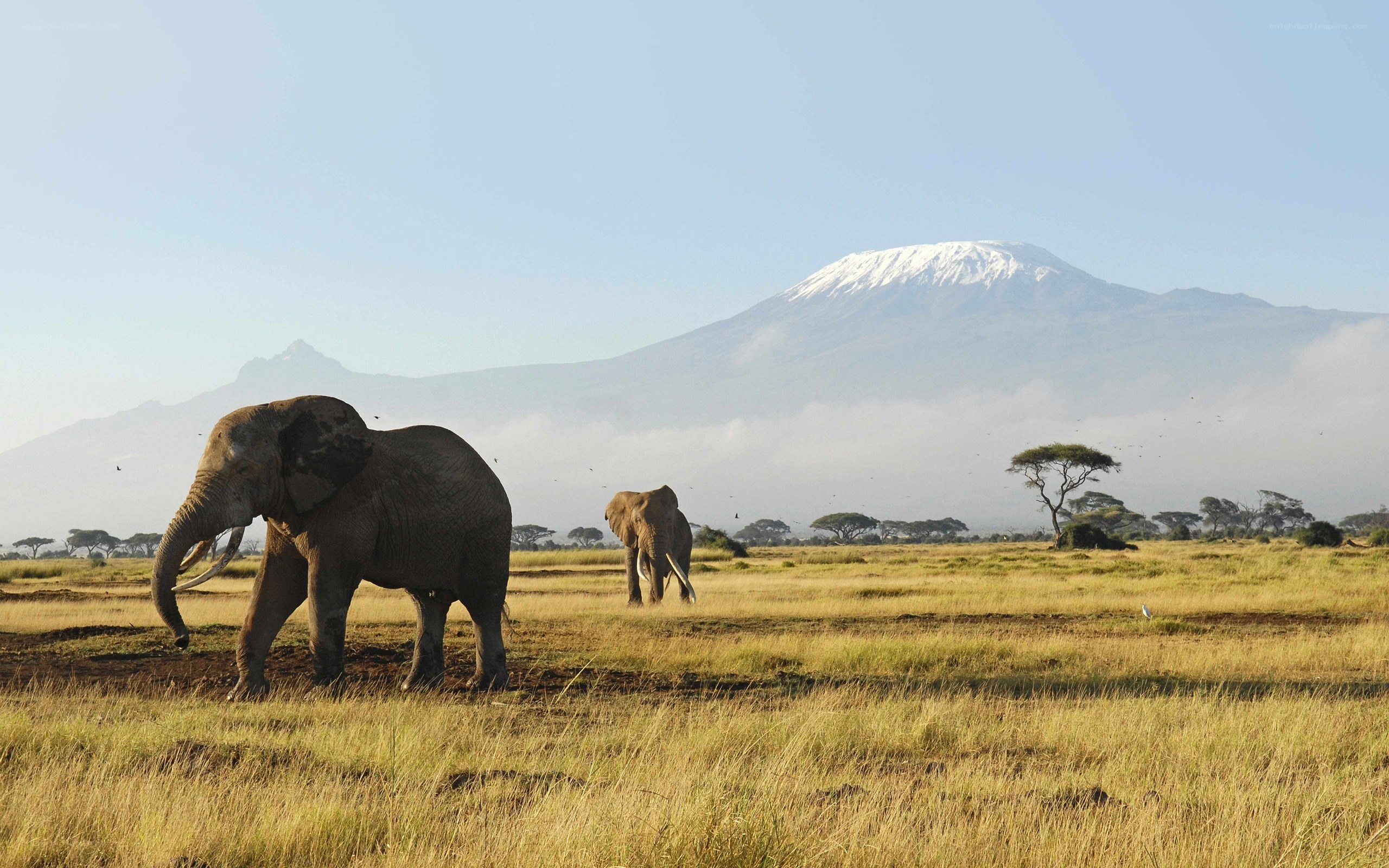 Elephants near Mount Kilimanjaro