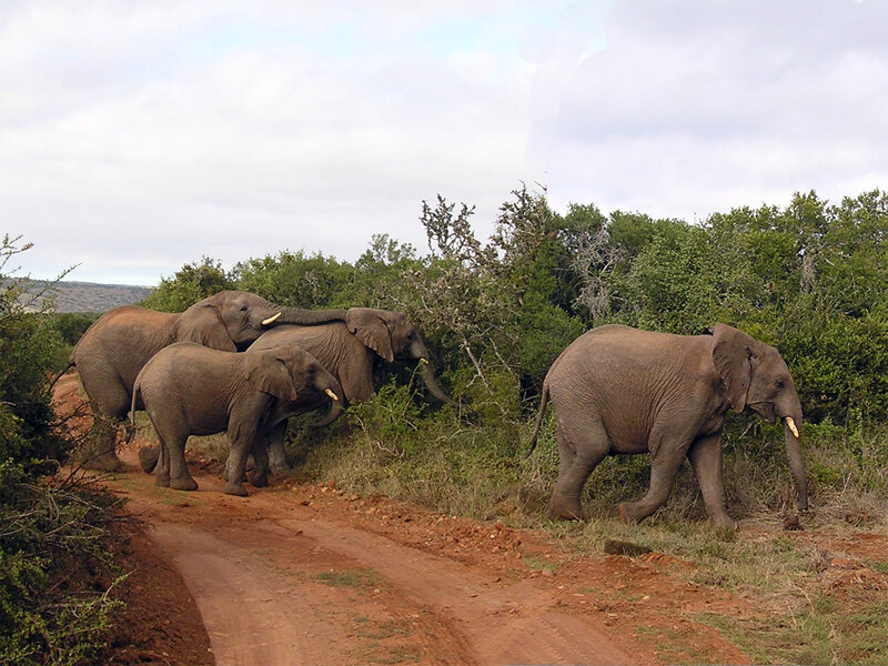 elephants on a dirt road
