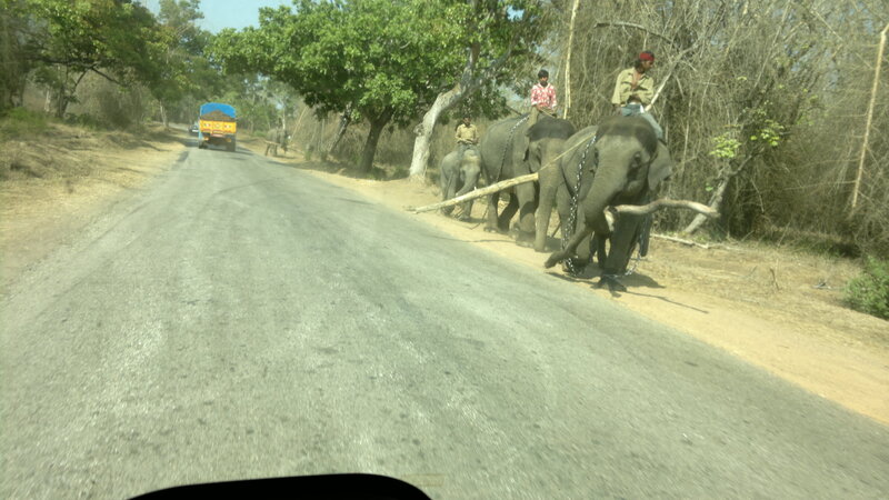 Elephants on a Road