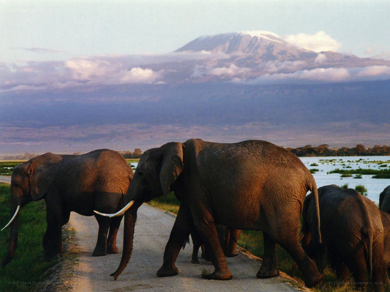 Elephants on a road with mountain