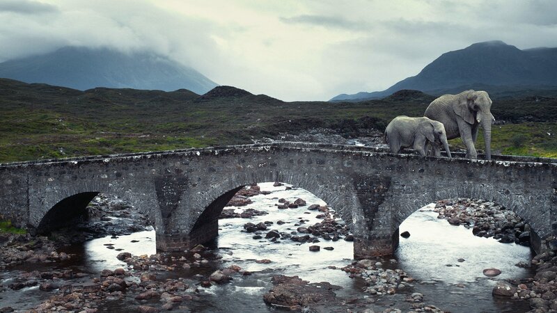 Elephants on a stone bridge