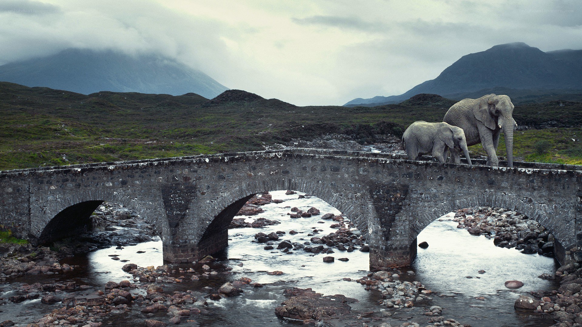 Elephants on a stone bridge